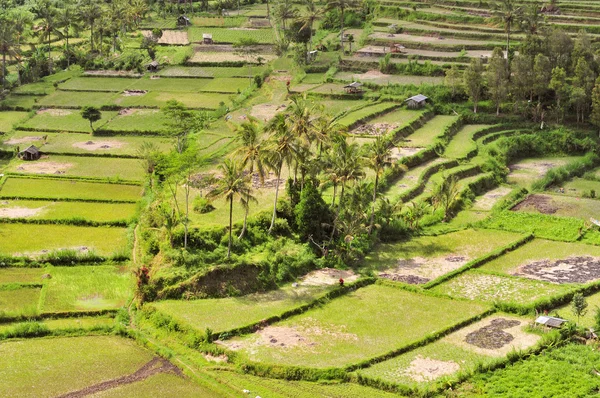 Terraço campos de arroz, Bali, Indonésia — Fotografia de Stock