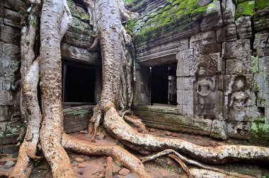 dev ağaç kaplama taşlar ta angkor wat Tapınağı prohm siem reap, Kamboçya.