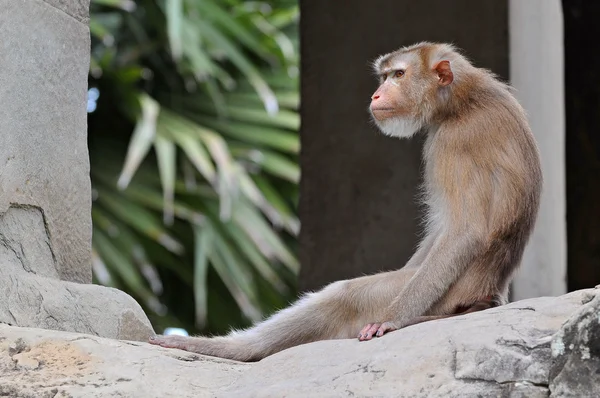 Monkey at Angkor Wat in Cambodia — Stock Photo, Image