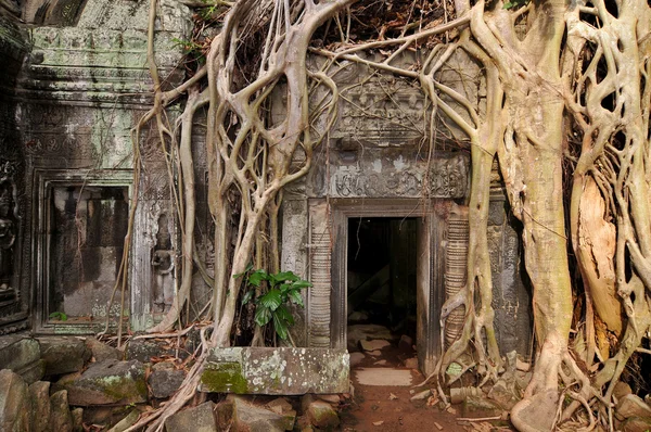 Ficus Strangulosa arbre poussant sur une porte dans les ruines antiques de Ta Prohm sur le site Angkor Wat au Cambodge — Photo