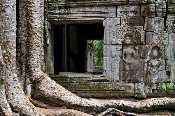 Riesenbaum bedeckt die Steine des ta prohm Tempels in angkor wat, siem reap, Kambodscha. — Stockfoto