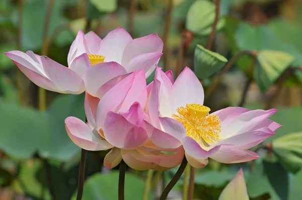 Lotus fields in Cambodia — Stock Photo, Image