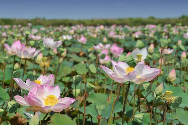 Lotus fields in Cambodia — Stock Photo, Image