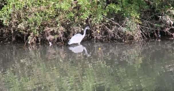 Gray Reiger Staat Het Water Zoek Naar Voedsel — Stockvideo