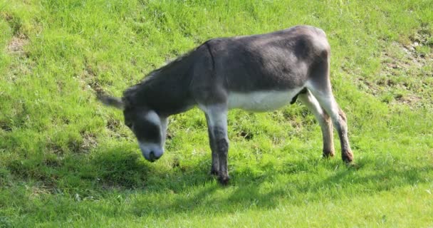 Burros Comiendo Pasto — Vídeos de Stock