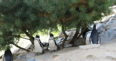 Kumda, kayaların altında bir kolonide penguenler