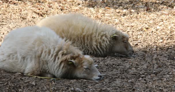 Schafe Schlafen Der Sonne — Stockvideo