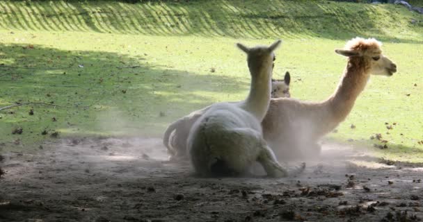 Llamas Dans Pâturage Pendant Pâturage — Video