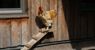 Tavuklar yemek için çayırı gagalar.