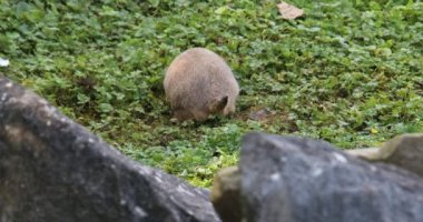 Marmots dağlık çayırlarda bir ileri bir geri koşar.