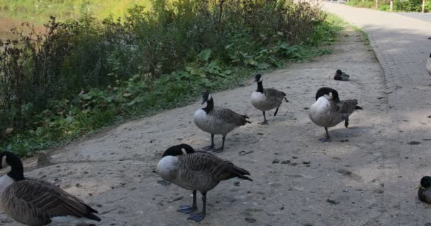 Gray Goose Meadow Castle Park — Stock Video