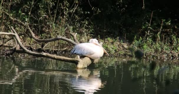 Lepelaar Staat Het Water Zoek Naar Voedsel — Stockvideo