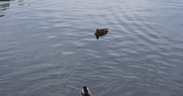 ポンテ城ではアヒルが泳いでいます — ストック動画
