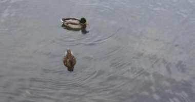 Ördekler Pont Kalesinde yüzüyor.