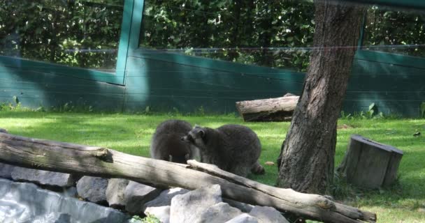 海のカワウソは食べ物を探してうろついている — ストック動画