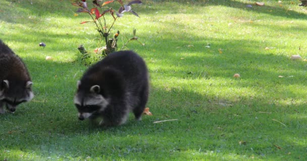 Mapaches Escabullen Por Bosque Busca Comida — Vídeos de Stock