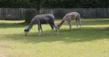 Lama çayırda otlarken