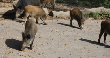 Yaban domuzları ormanda dolaşıp yiyecek arar.