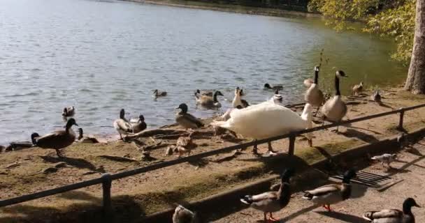 Cisne Blanco Patos Prado Cerca Del Estanque — Vídeo de stock