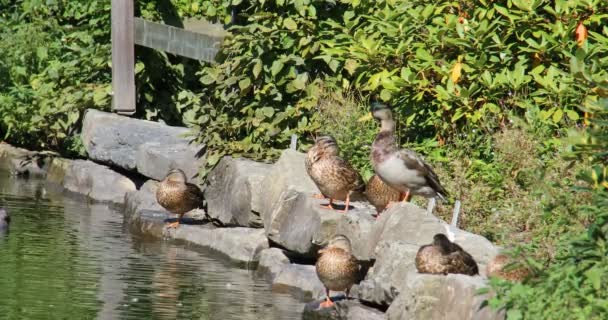 Patos Nada Estanque — Vídeos de Stock