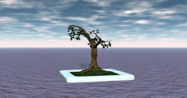 Bonsai ağacı kasede.