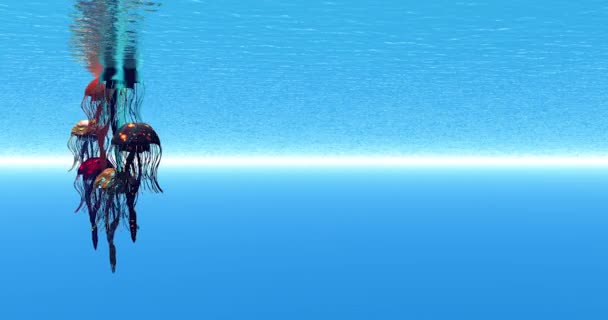 Jellyfish Swim Sea Reflected Surface — Stock Video