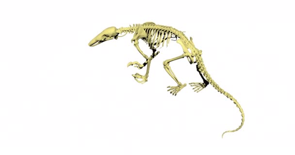 Esqueleto Rato Com Uma Cauda Longa — Vídeo de Stock