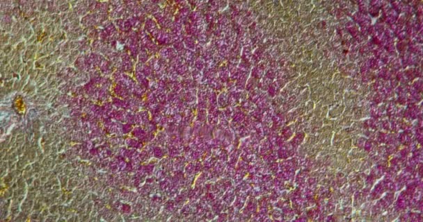 Tissu Chien Sous Microscope 100X — Video