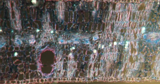 Eucalyptus Meninggalkan Jaringan Darkfield Dibawah Mikroskop 100X — Stok Video