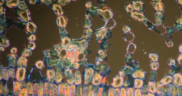 Holly Darkfield Dokusunda Mikroskop Altında 200X — Stok video