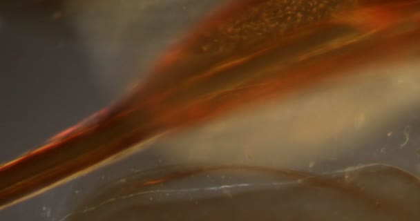 Honee Bee Ακίδα Στον Ιστό Darkfield Κάτω Από Μικροσκόπιο 100X — Αρχείο Βίντεο