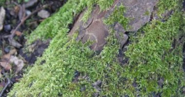 Yumuşak tüylü yosunlar ağaçlık zeminde