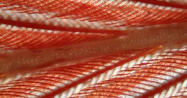 Kuş tüyü mikroskop altında 100 x büyütülmüş