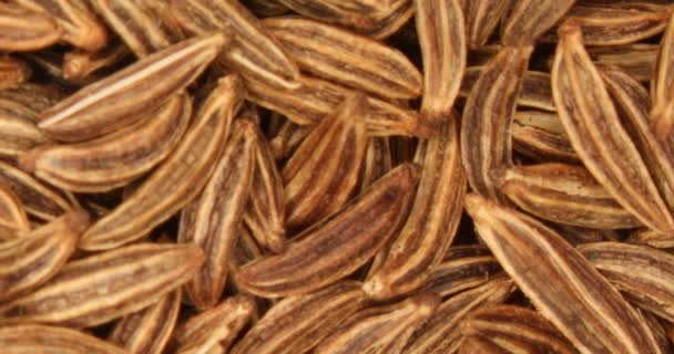 Close Caraway Seeds Spice — Stock Video