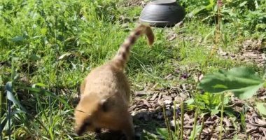 Kürklü küçük hortumlar etrafta sürünüyor.