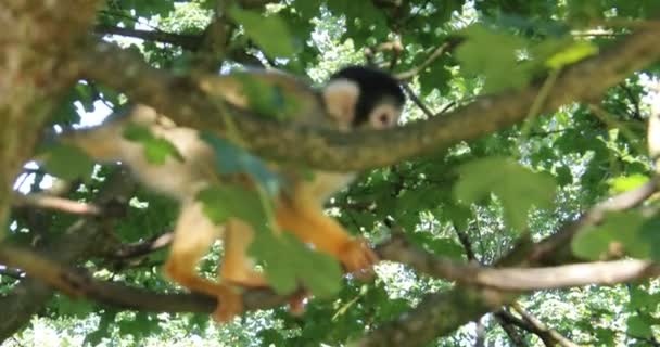 Sincaplar Ağaçlara Tırmanıyor — Stok video