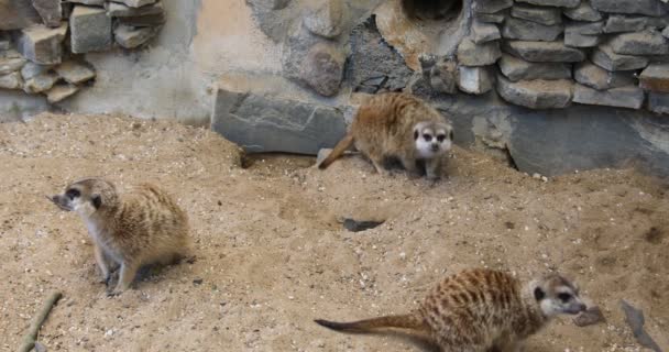 砂の中で遊ぶMeerkat — ストック動画