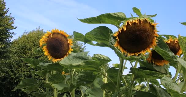 Velké Květované Slunečnice Zralými Semeny — Stock video