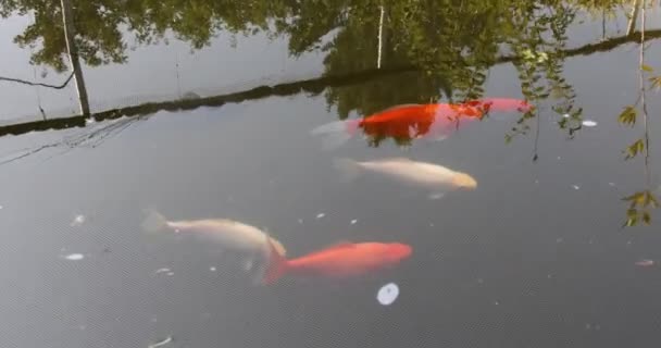 Koy Carpe Nager Dans Étang Poissons — Video