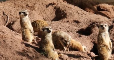 Kumda oynayan mirket