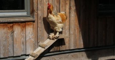 Tavuklar yemek için çayırı gagalar.