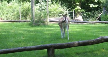 Roe geyiği ve geyikler ormanın kenarında otlar.