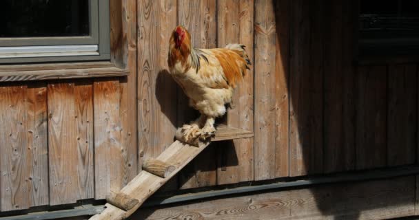 Kuřata Peskují Louce Aby Najedla — Stock video
