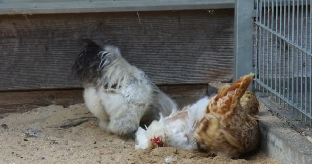 Tavuklar Yemek Için Çayırı Gagalar — Stok video