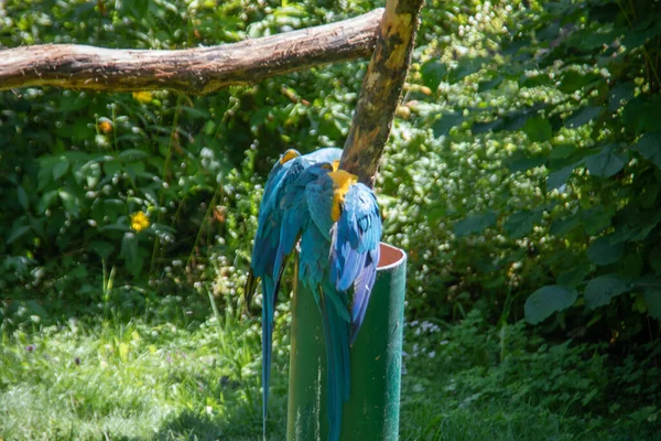 Vermelho Azul Verde Papagaios Grandes América Sul — Fotografia de Stock