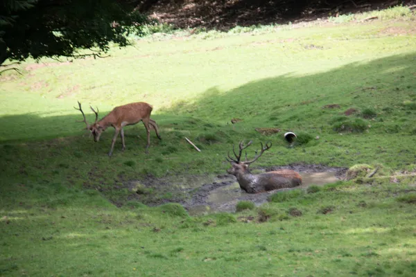 Herten Aan Rand Van Het Bos Weide — Stockfoto