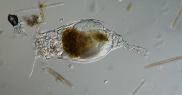 Rotifer Auf Nahrungssuche Bach 200X — Stockvideo