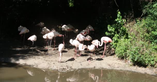 Flamingos Com Pernas Compridas Redor — Vídeo de Stock