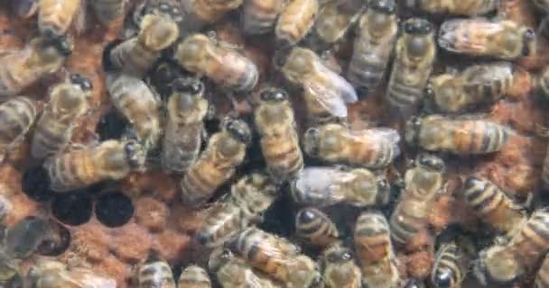Bijen Zoemen Rond Bij Het Bouwen Van Honingraten Het Voeden — Stockvideo