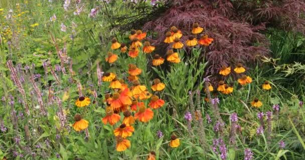 Çayırdaki Vahşi Renkli Çiçekler — Stok video